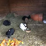 Pony-ziegen-hasen-ranch In By Interhome Lägenhet Bichlbach
