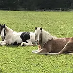Pony-ziegen-hasen-ranch In By Interhome