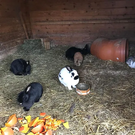 Pony-ziegen-hasen-ranch In By Interhome Apartmán Bichlbach