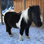 Apartman Pony-ziegen-hasen-ranch In By Interhome